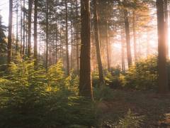 Release Rhythm for Editorial Content