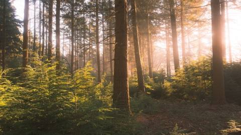 Release Rhythm for Editorial Content